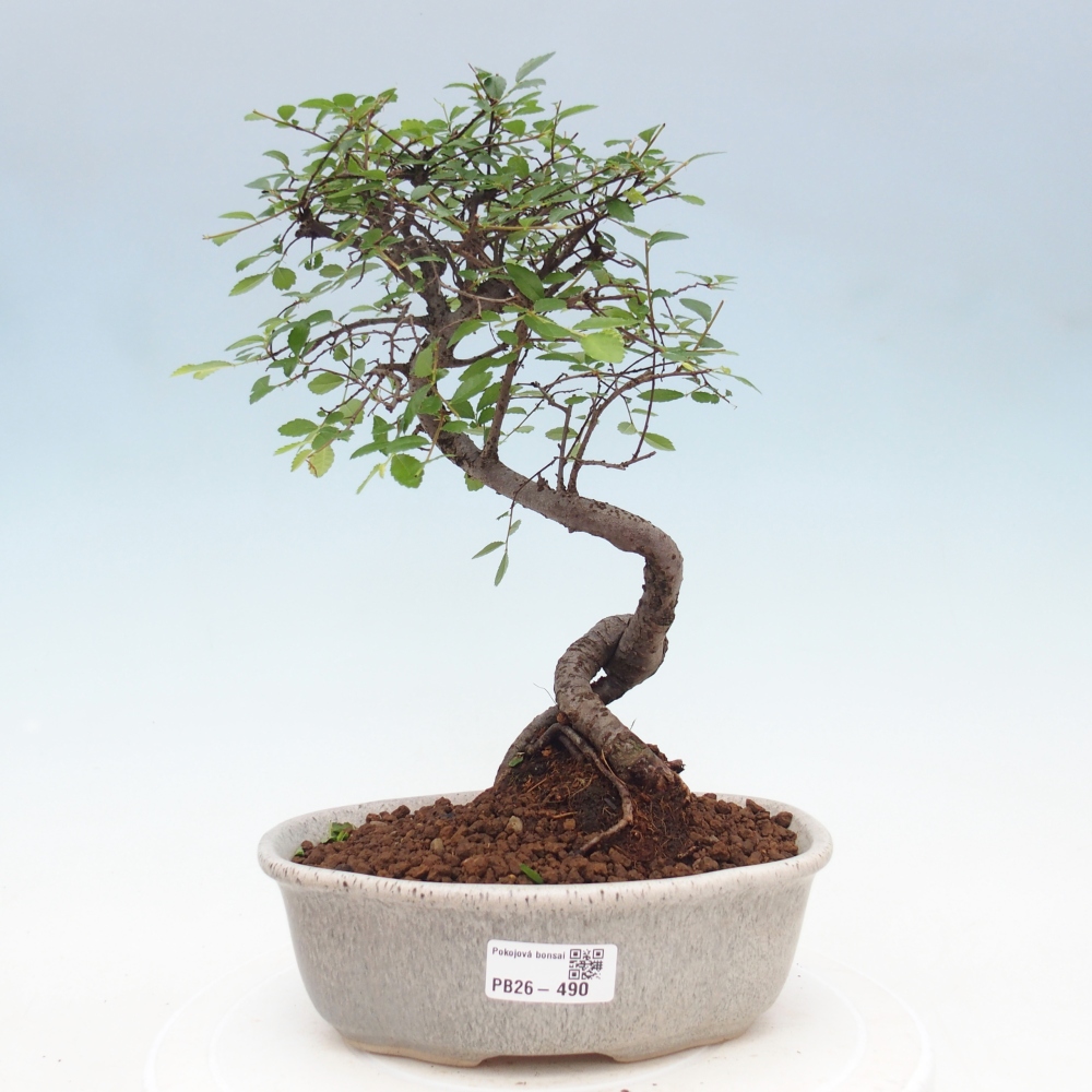 Szobai bonsai - Ulmus parvifolia - Kislevelű szilfa