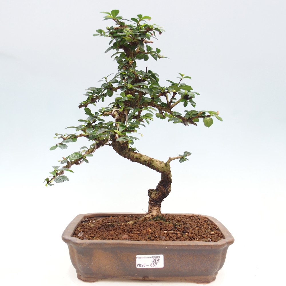 Szobai bonsai - Carmona macrophylla - Tea fuki