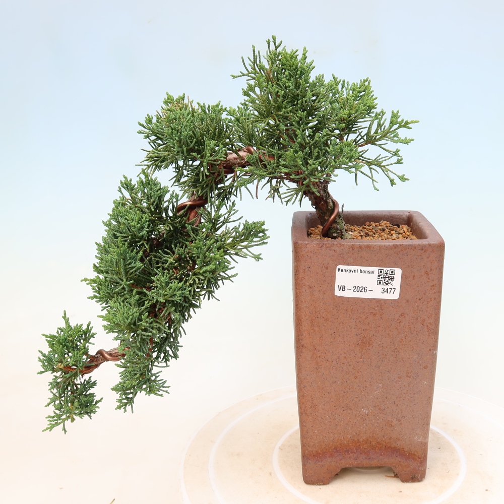 Kültéri bonsai - Juniperus chinensis Kishu