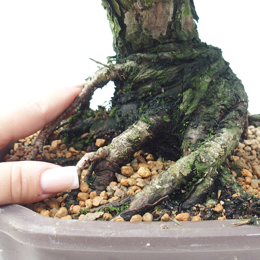 Kültéri bonsai - Pinus thunbergii Kotobuki - Thunberg fenyő
