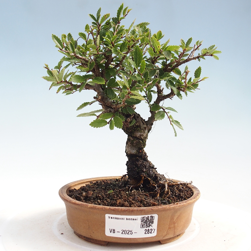 Kültéri bonsai - Zelkova - Zelkova NIRE
