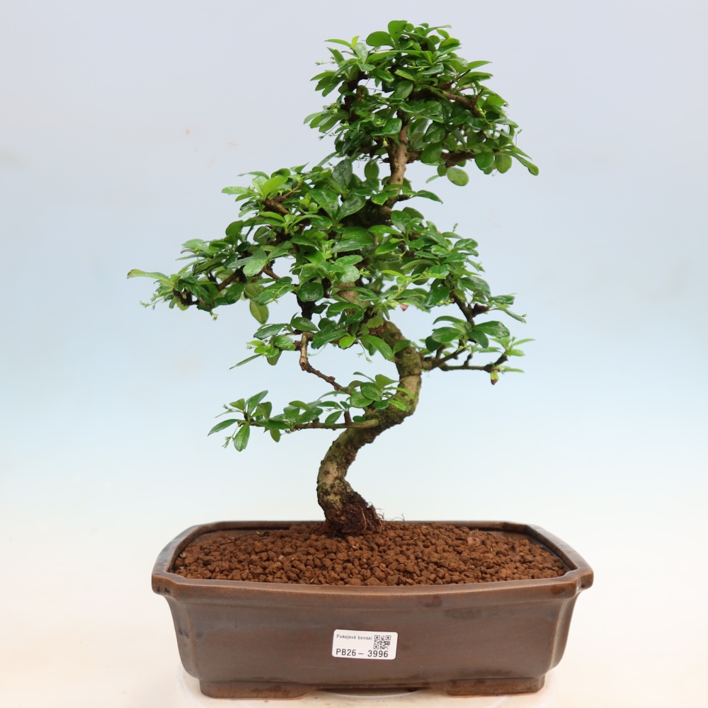 Szobai bonsai - Carmona macrophylla - Tea fuki