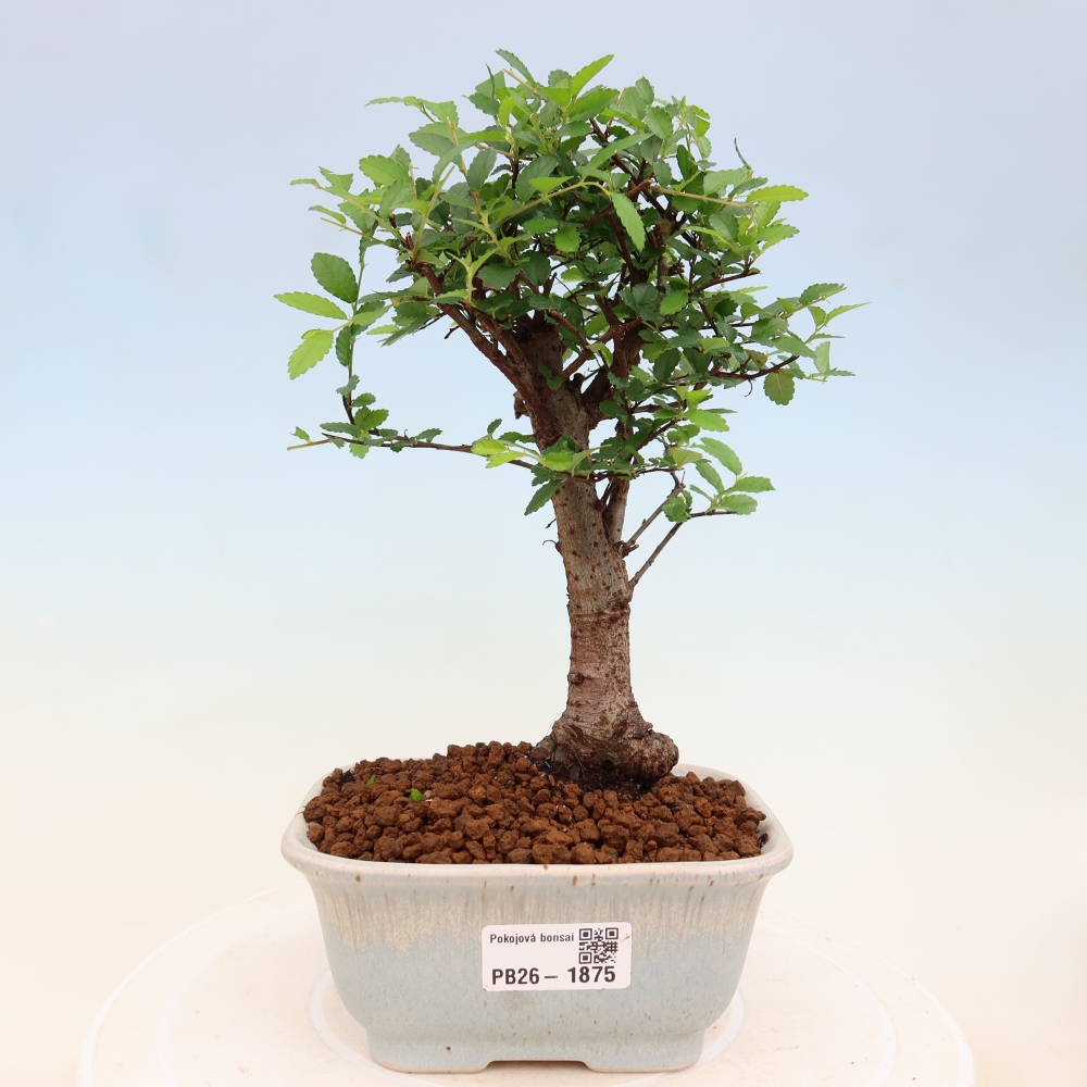 Szobai bonsai - Ulmus parvifolia - Kislevelű szilfa
