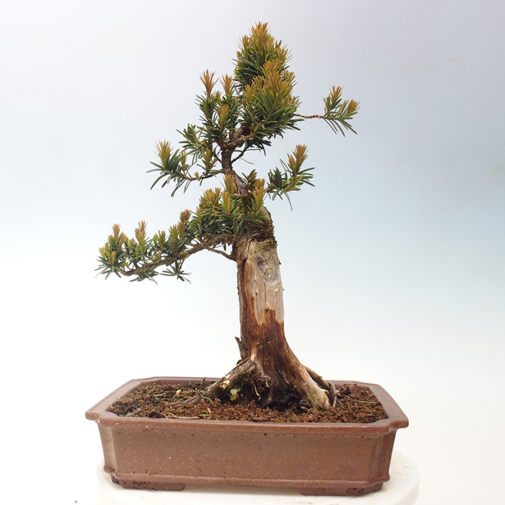 Kültéri bonsai - Taxus cuspidata - japán tiszafa