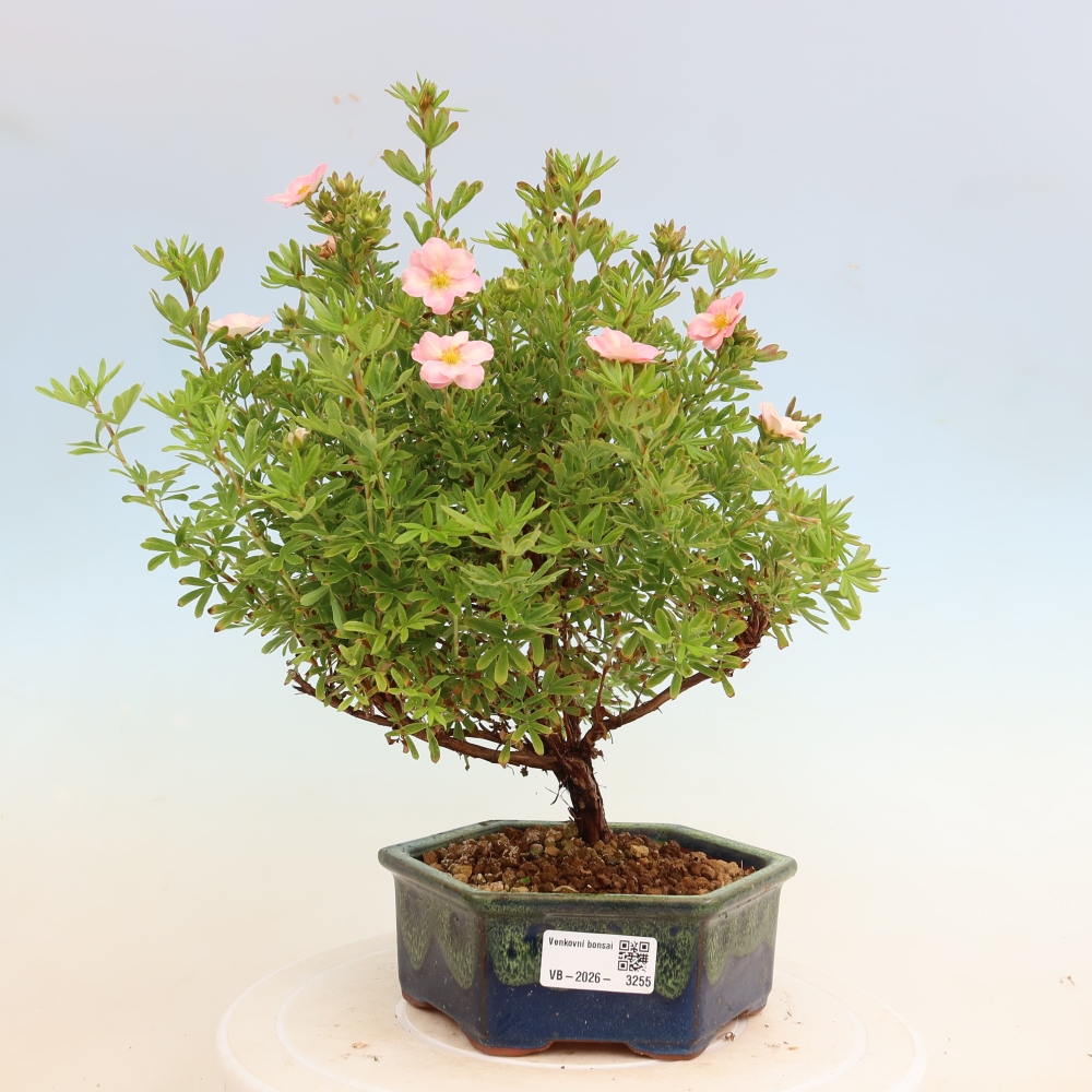 Kültéri bonsai – Cserjés potentilla – Potentila fruticosa Bellissima