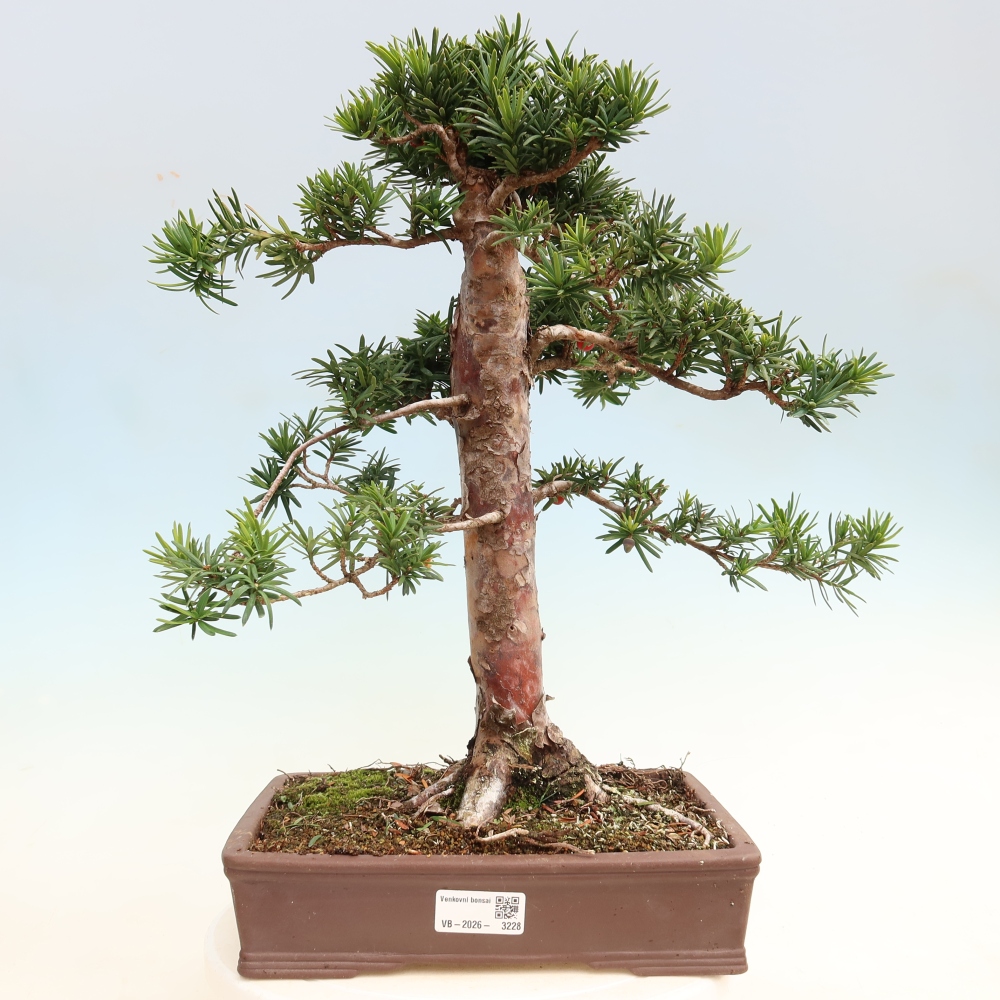 Kültéri bonsai - Taxus cuspidata - japán tiszafa