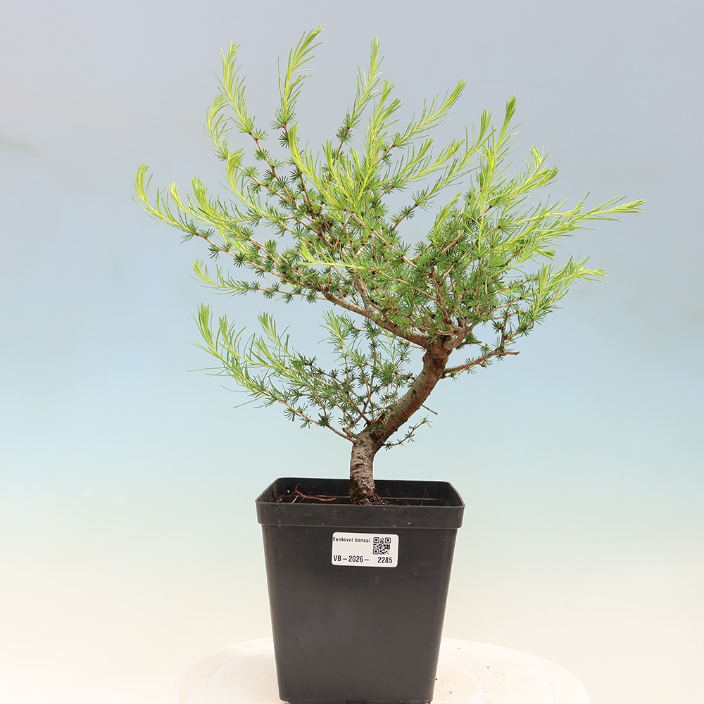 Kültéri bonsai - Larix decidua - vörösfenyő