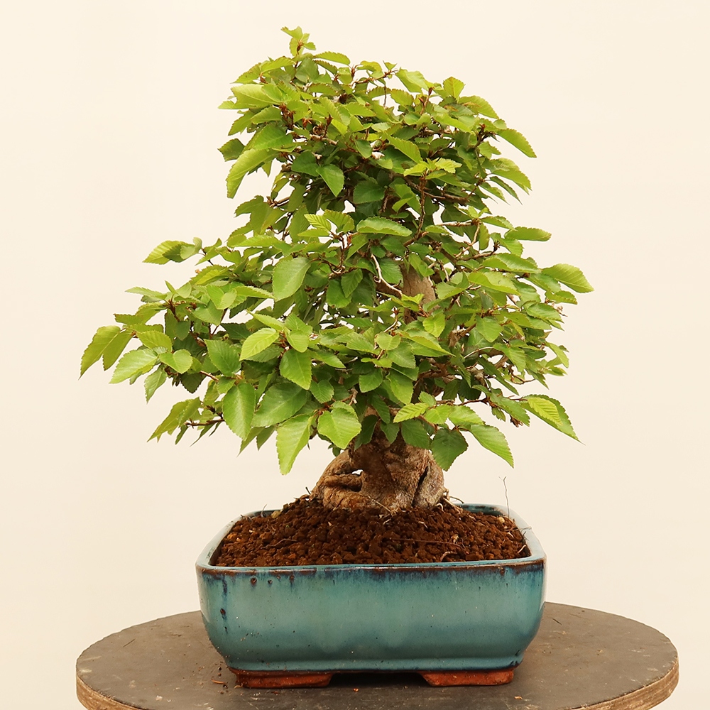 Kültéri bonsai -Carpinus Coreana - Koreai gyertyánfa
