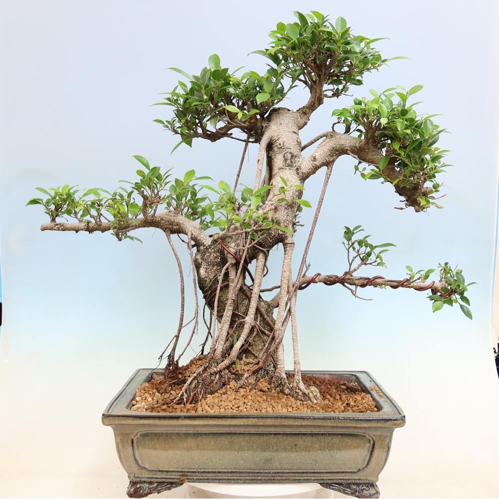 Szobai bonsai - Ficus kimmen - kislevelű fikusz