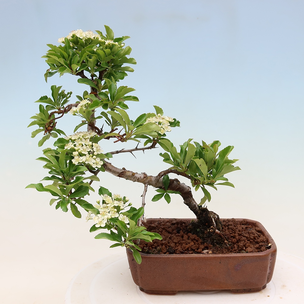 Kültéri bonsai – Pyracantha teton – Vörös tűszem