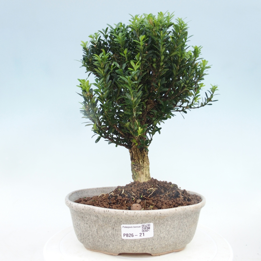 Szobai bonsai - Buxus harlandii - parafa buxus