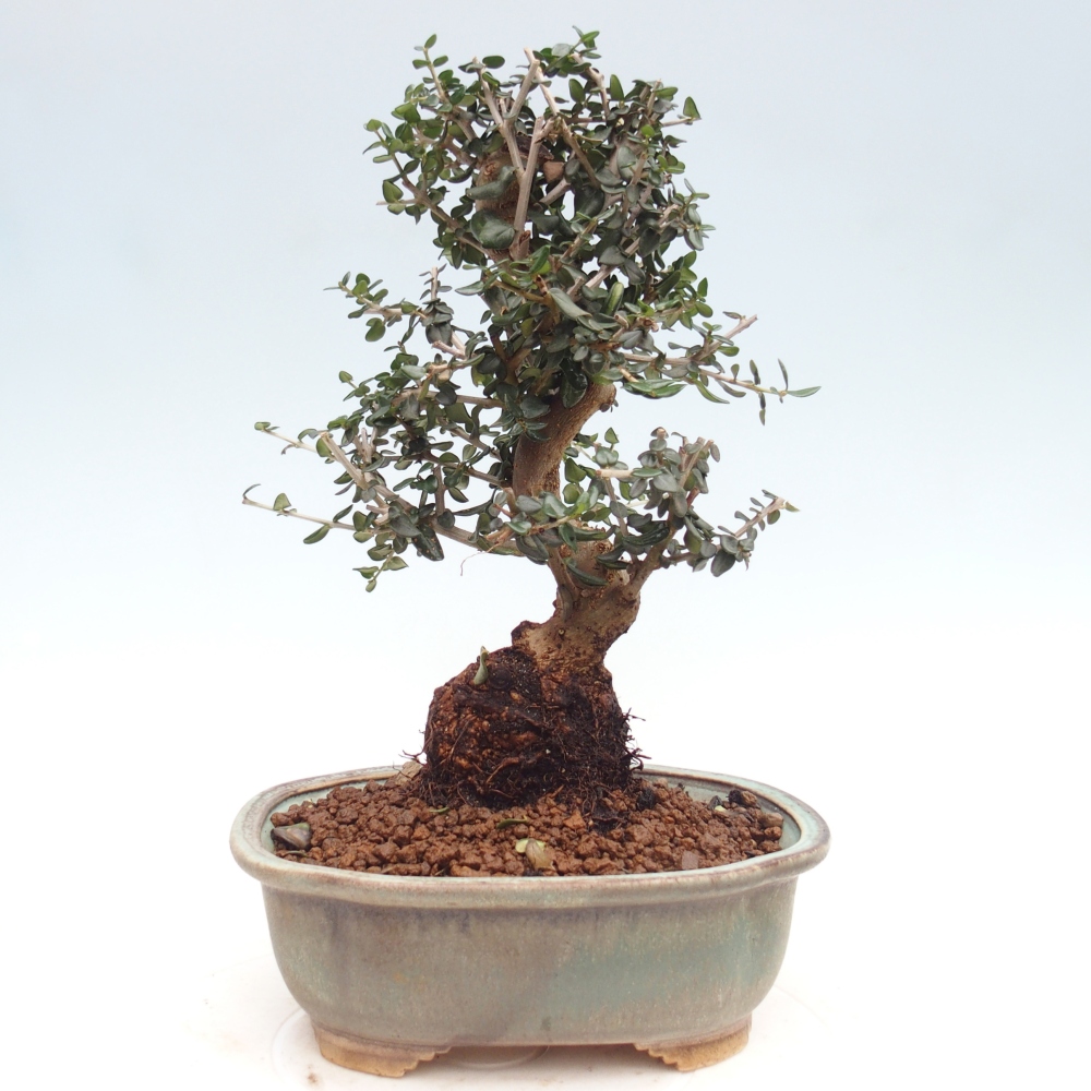 Beltéri bonsai - Olea europaea sylvestris