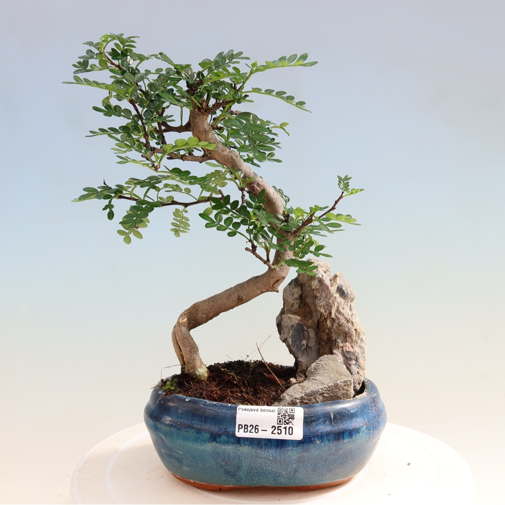 Szobai bonsai - Zantoxylum piperitum - borsfa
