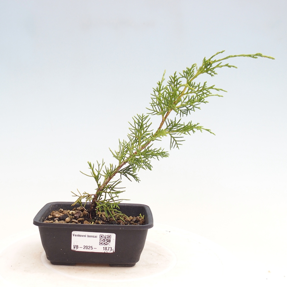 Kültéri bonsai - Juniperus chinensis Itoigawa