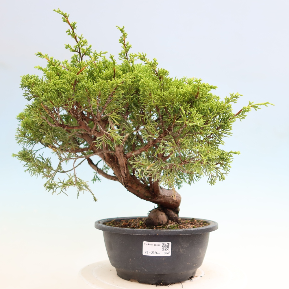 Kültéri bonsai - Juniperus chinensis Itoigawa-Juniperus chinensis
