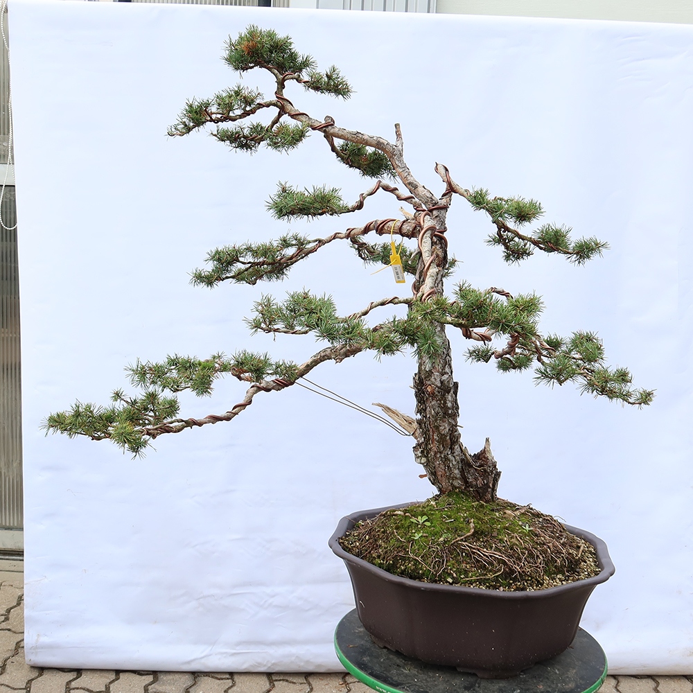 Pinus sylvestris Spanyolország – erdei fenyő