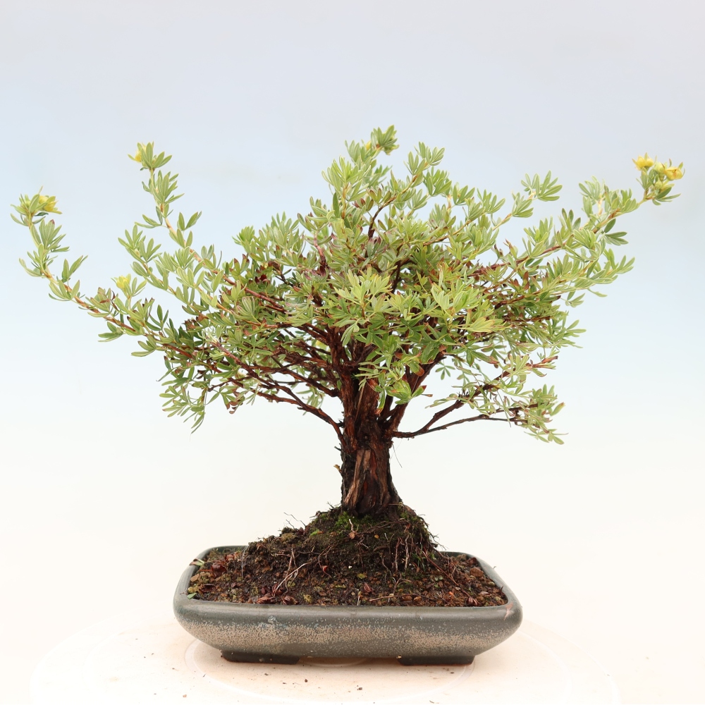 Kültéri bonsai - Potentila fruticosa