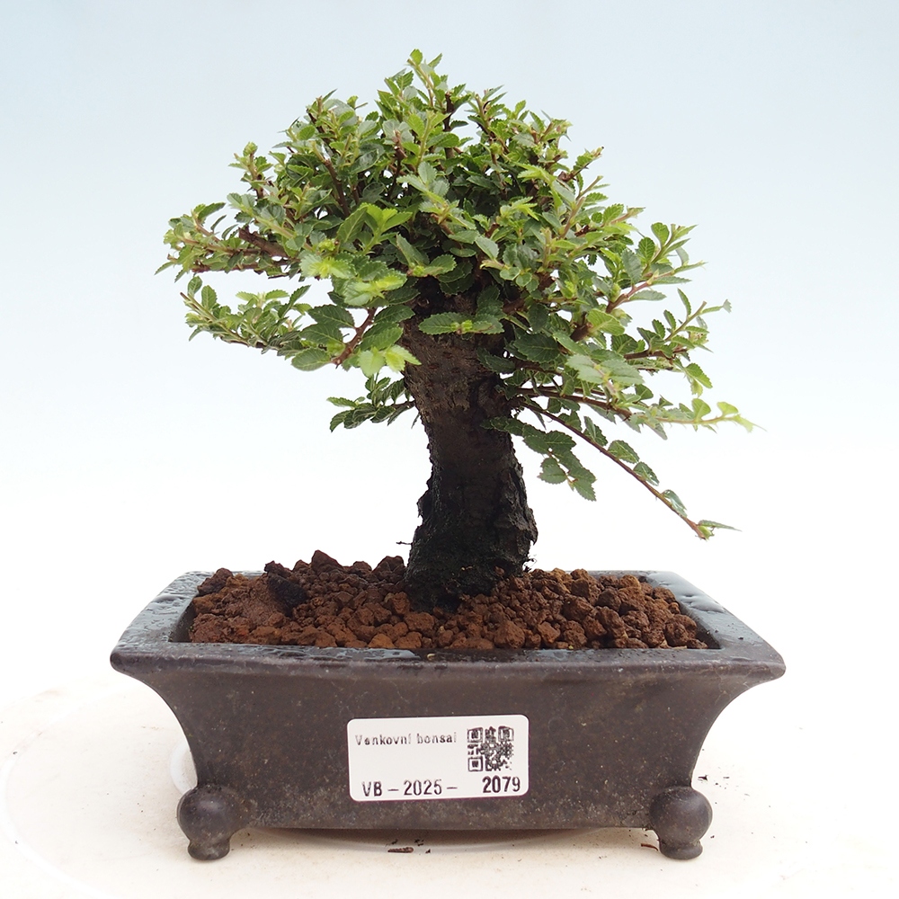 Kültéri bonsai - Ulmus parvifolia Hokkaido - Kínai szil - Ulmus parvifolia Hokkaido