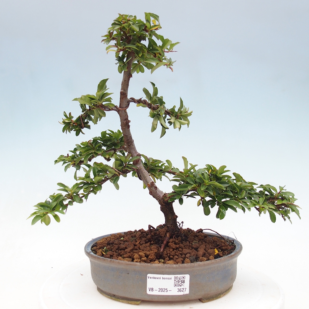 Kültéri bonsai-Pyracantha Teton - Hlox