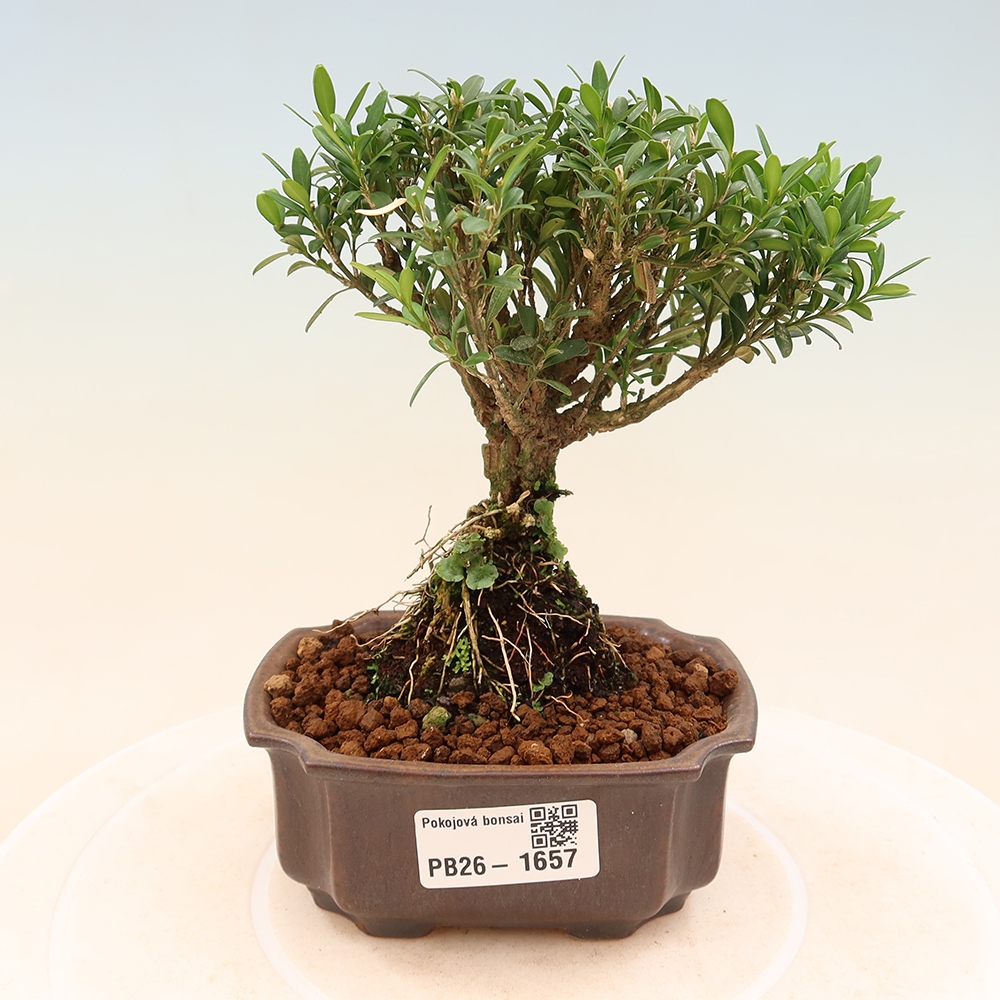 Szobai bonsai - Buxus harlandii - parafa buxus