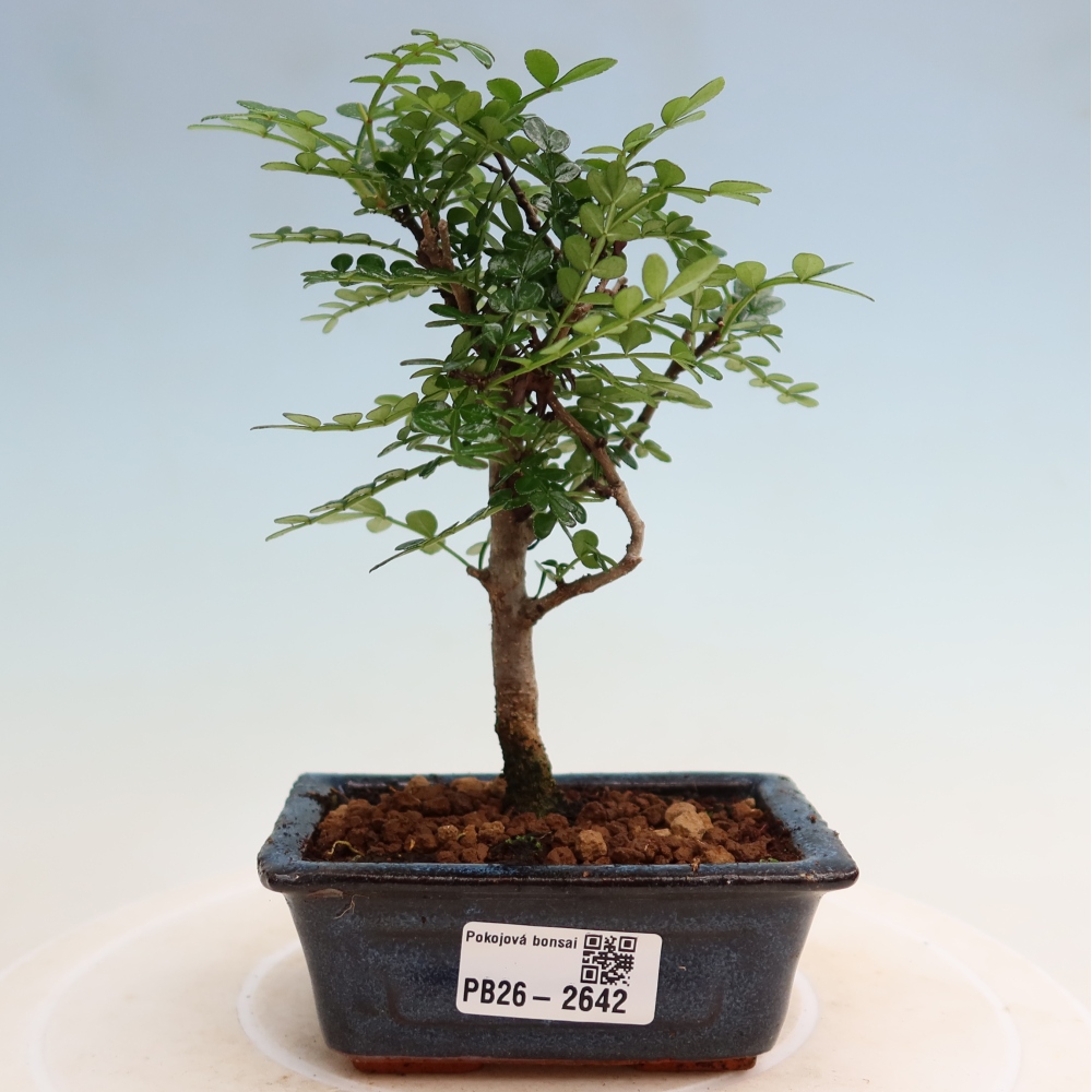 Szobai bonsai - Zantoxylum piperitum - borsfa