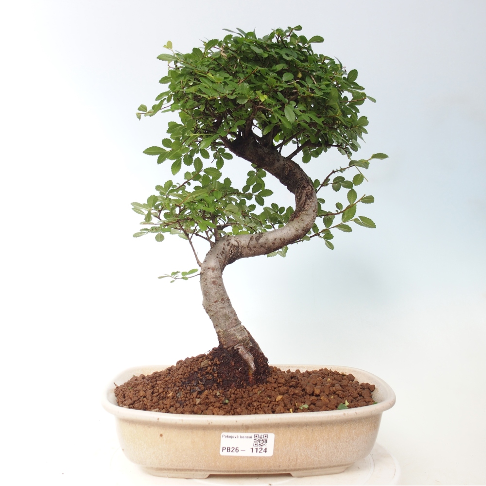 Szobai bonsai - Ulmus parvifolia - Kislevelű szilfa