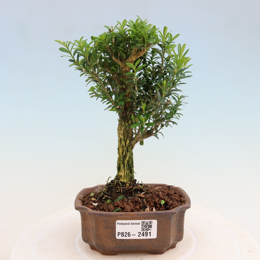 Szobai bonsai - Buxus harlandii - parafa buxus