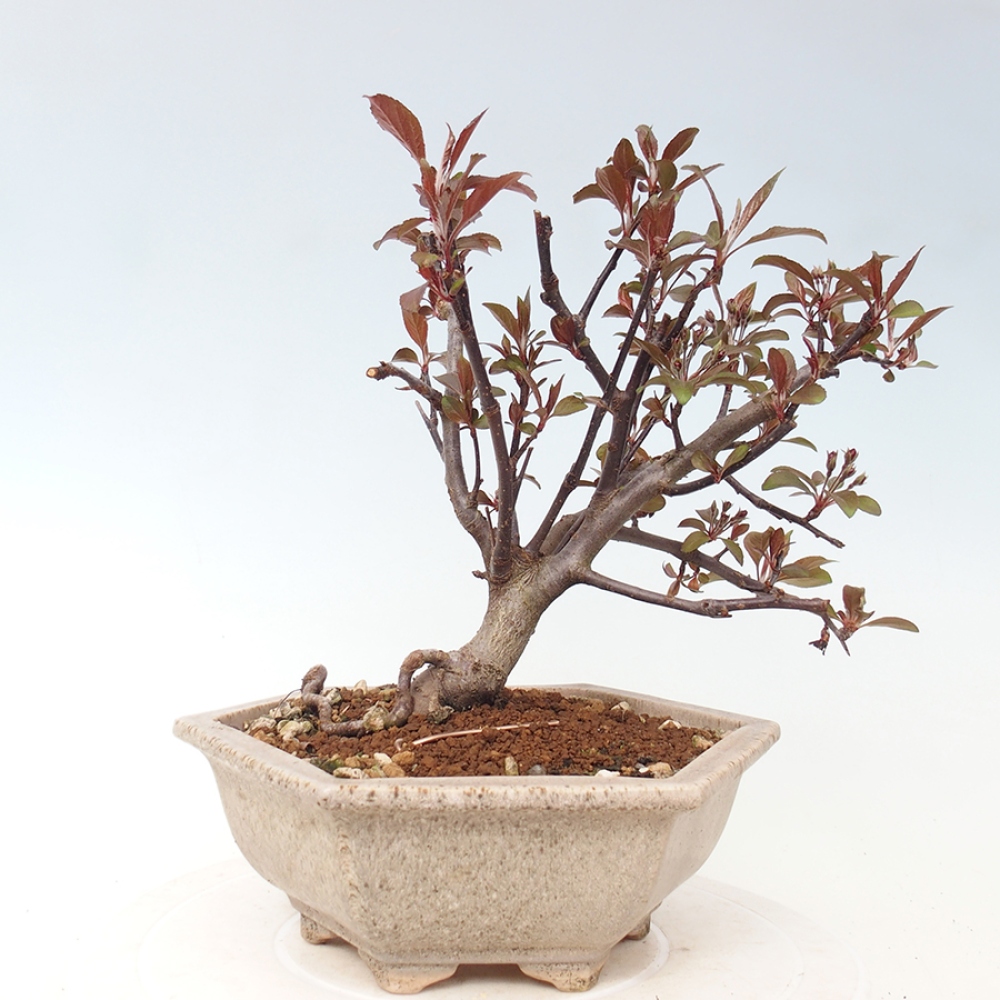Kültéri bonsai -Malus domestica - Kis gyümölcsű piros levelű almafa