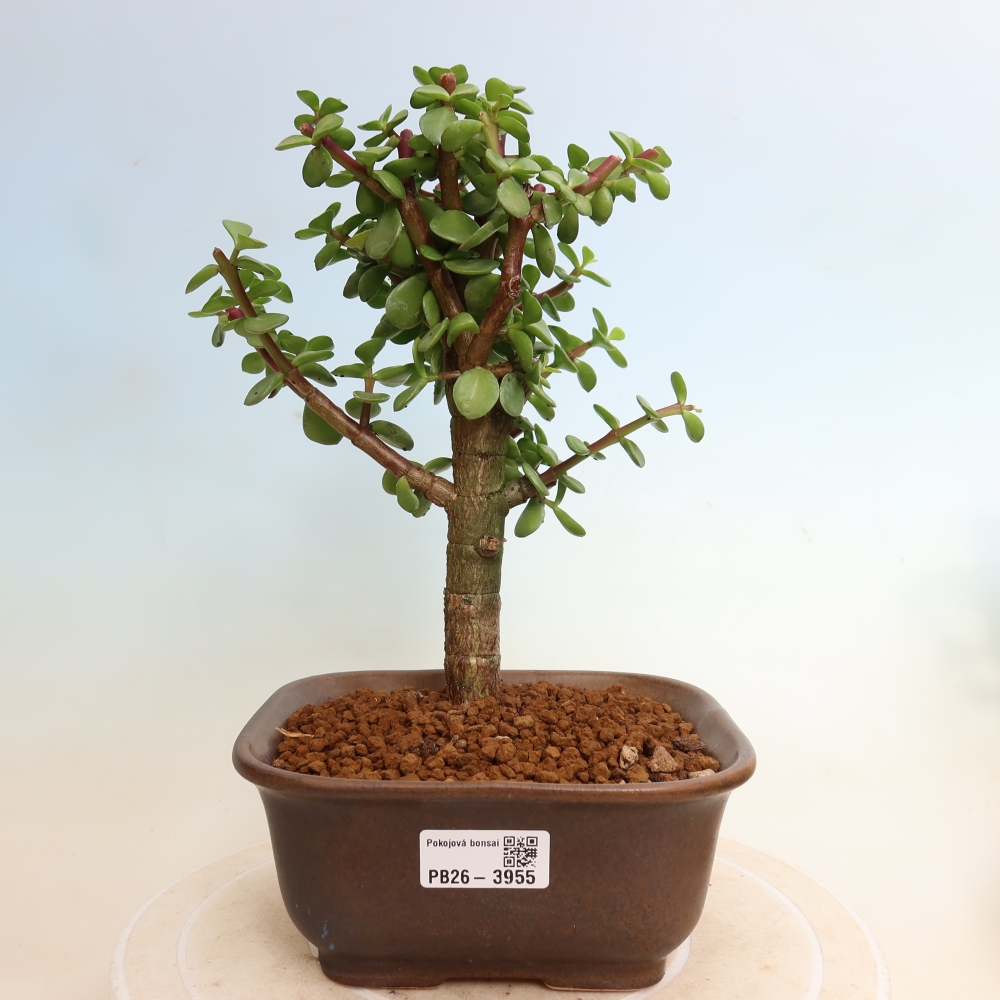 Szoba bonsai - Portulakaria Afra - Tlustice