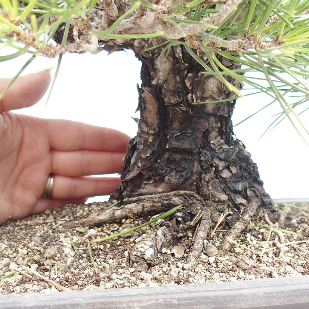 Kültéri bonsai - Pinus thunbergii - Thunberg fenyő
