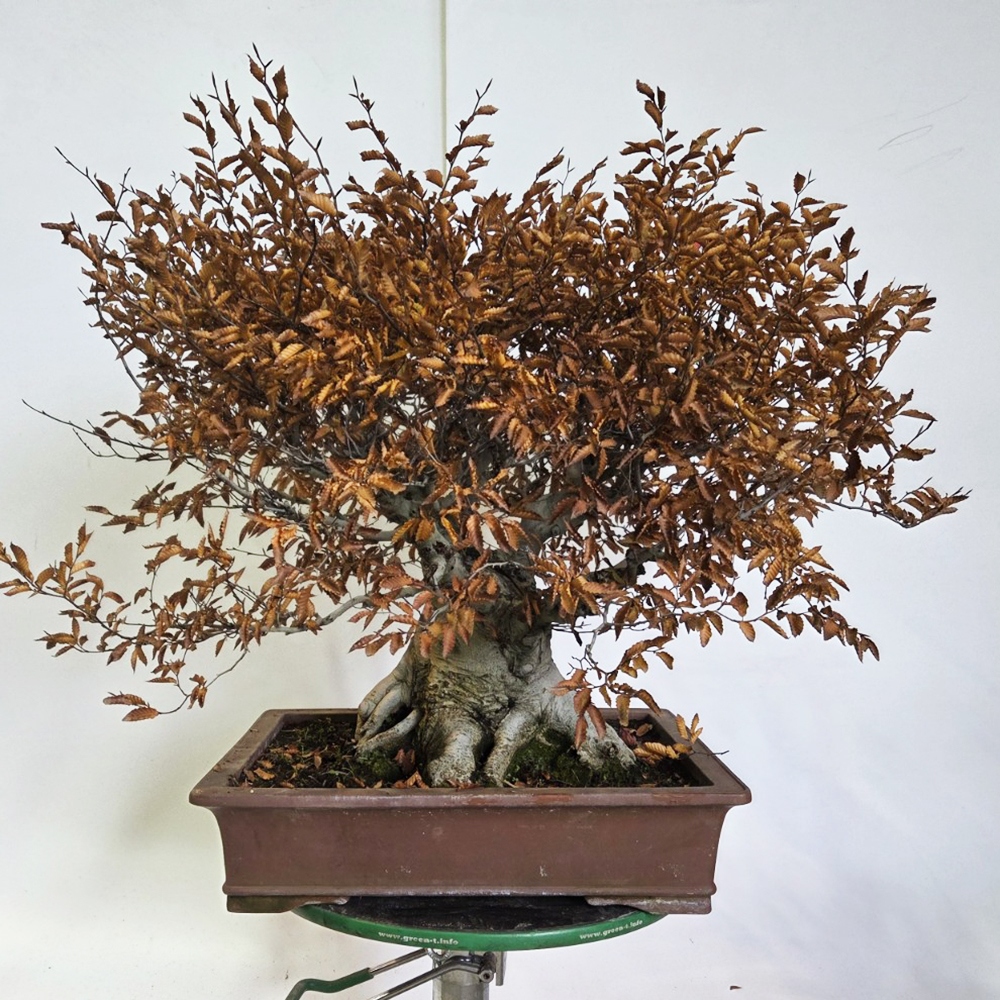 Kültéri bonsai - Fagus crenata