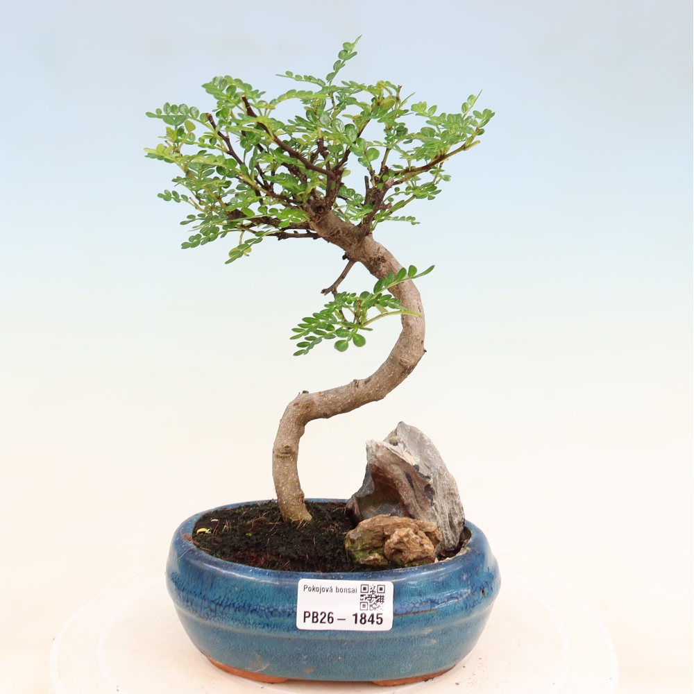 Szobai bonsai - Zantoxylum piperitum - borsfa