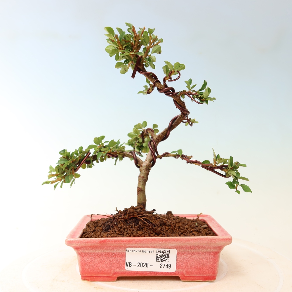 Kültéri bonsai - Cotoneaster horizontalis - Rocky Mountain