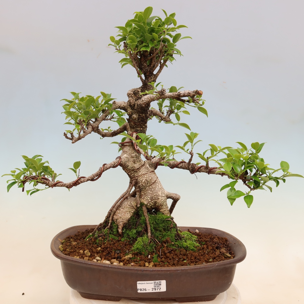 Szobai bonsai - Ficus kimmen - kislevelű fikusz