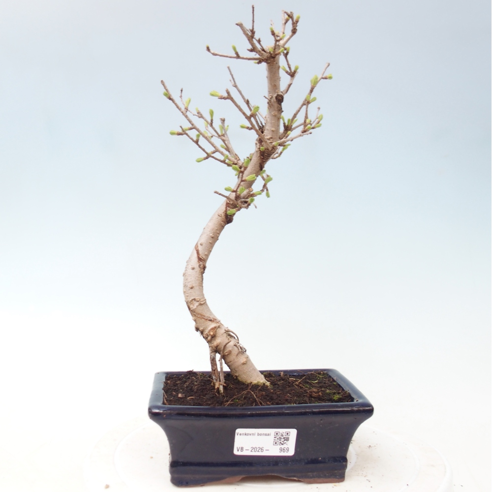 Kültéri bonsai -Pseudolarix amabis-Pseudolarix amabis-Pseudolarix amabis