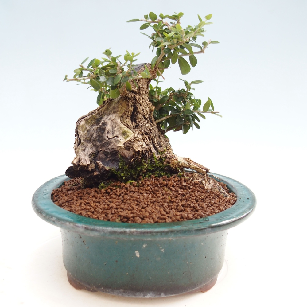 Beltéri bonsai - Olea europaea sylvestris