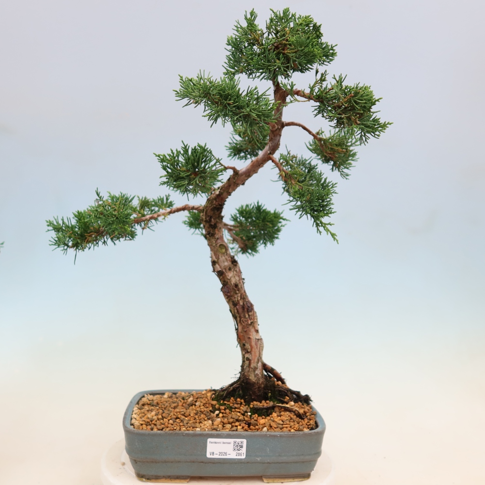 Kültéri bonsai - Juniperus chinensis Kishu