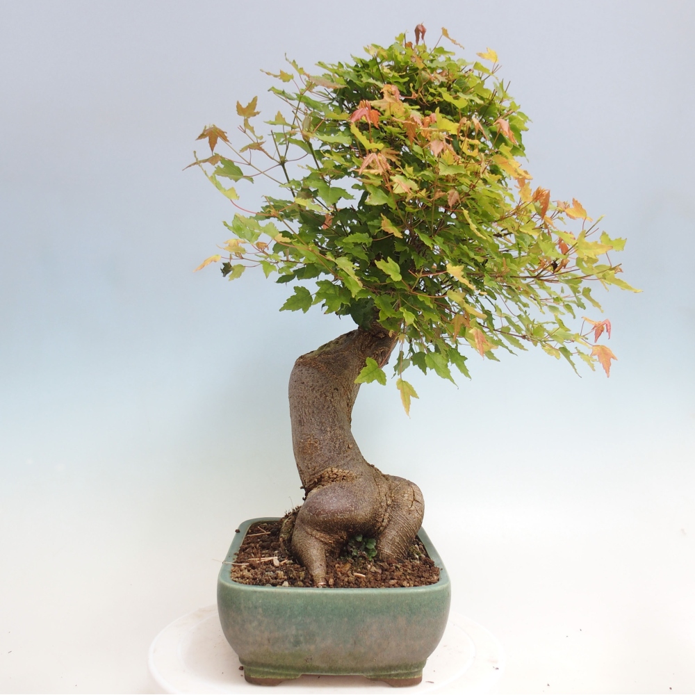 Kültéri bonsai - Acer Buergerianum - Burger juhar