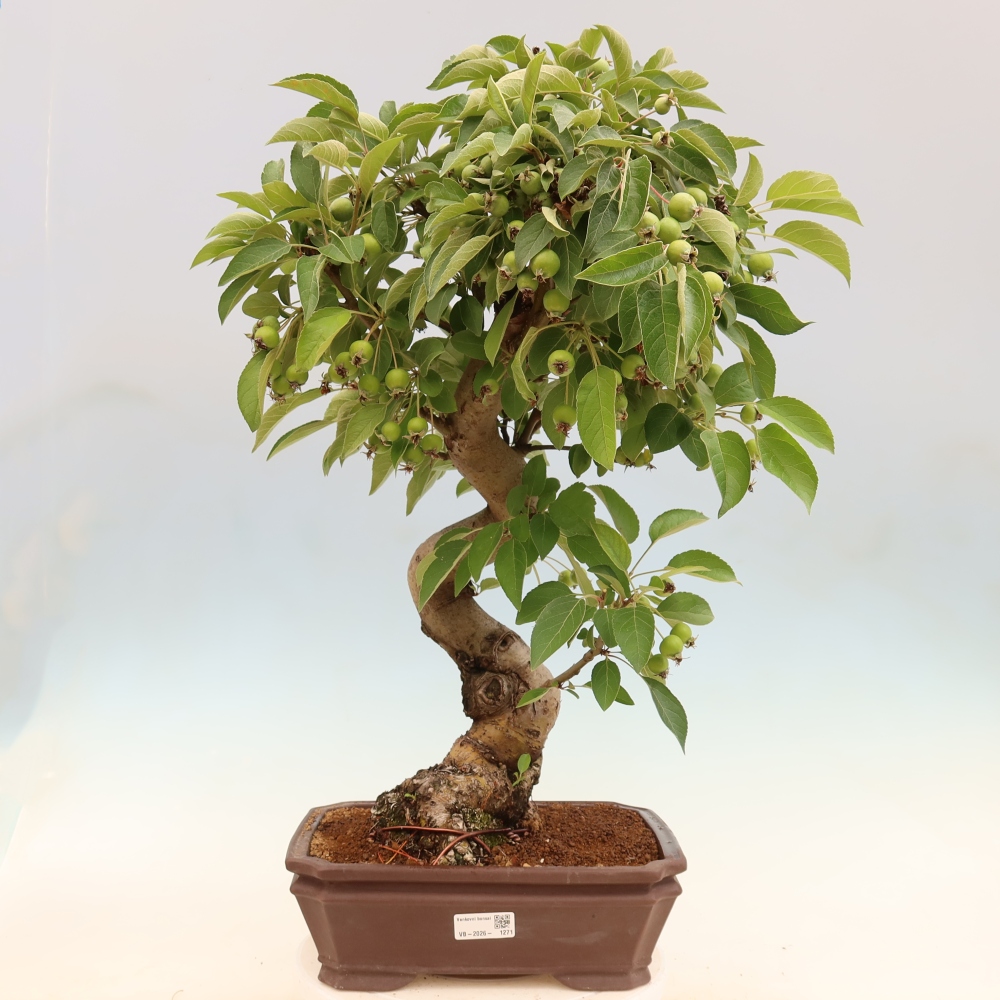 Kültéri bonsai -Malus halliana - Kis gyümölcsű almafa