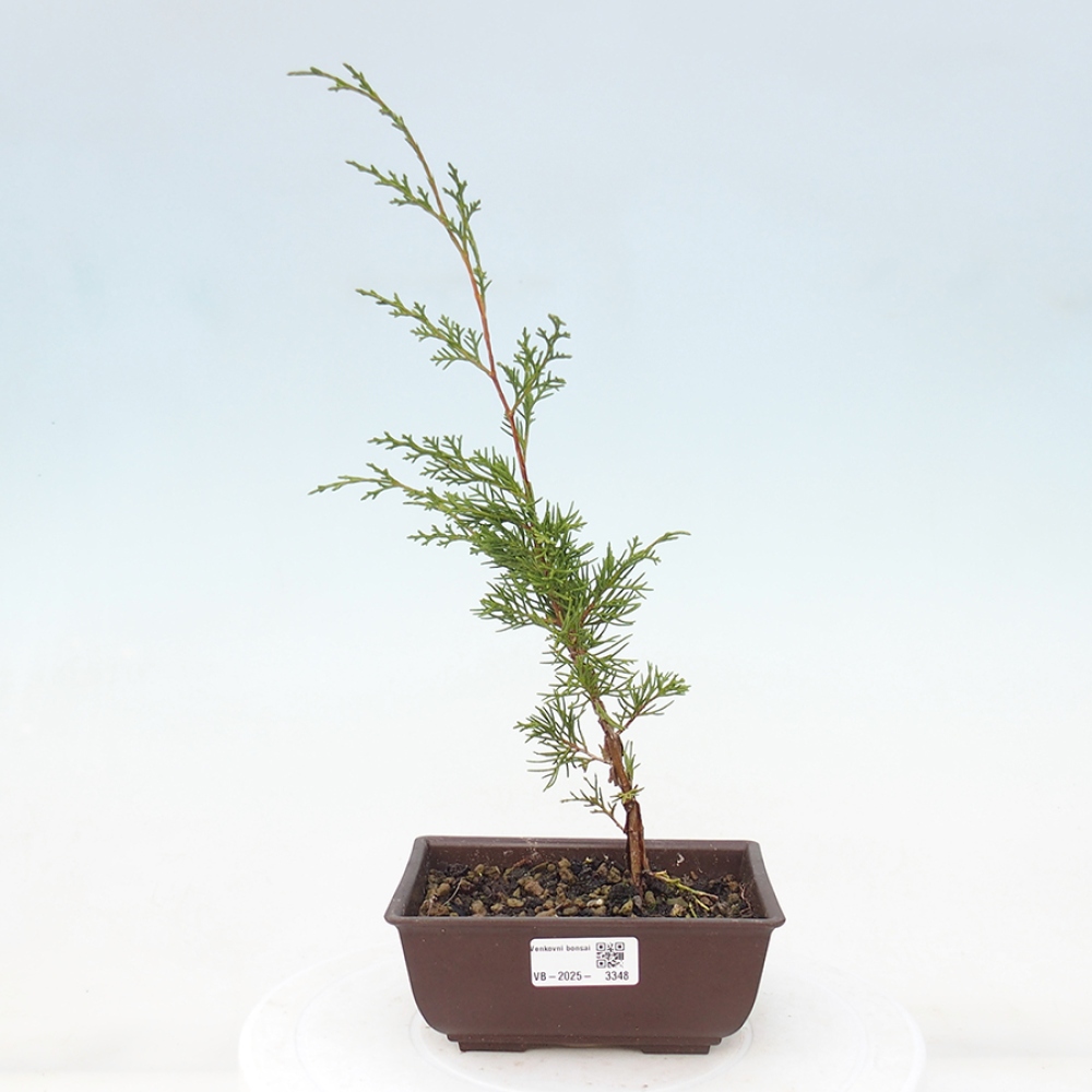 Kültéri bonsai - Juniperus chinensis Itoigawa