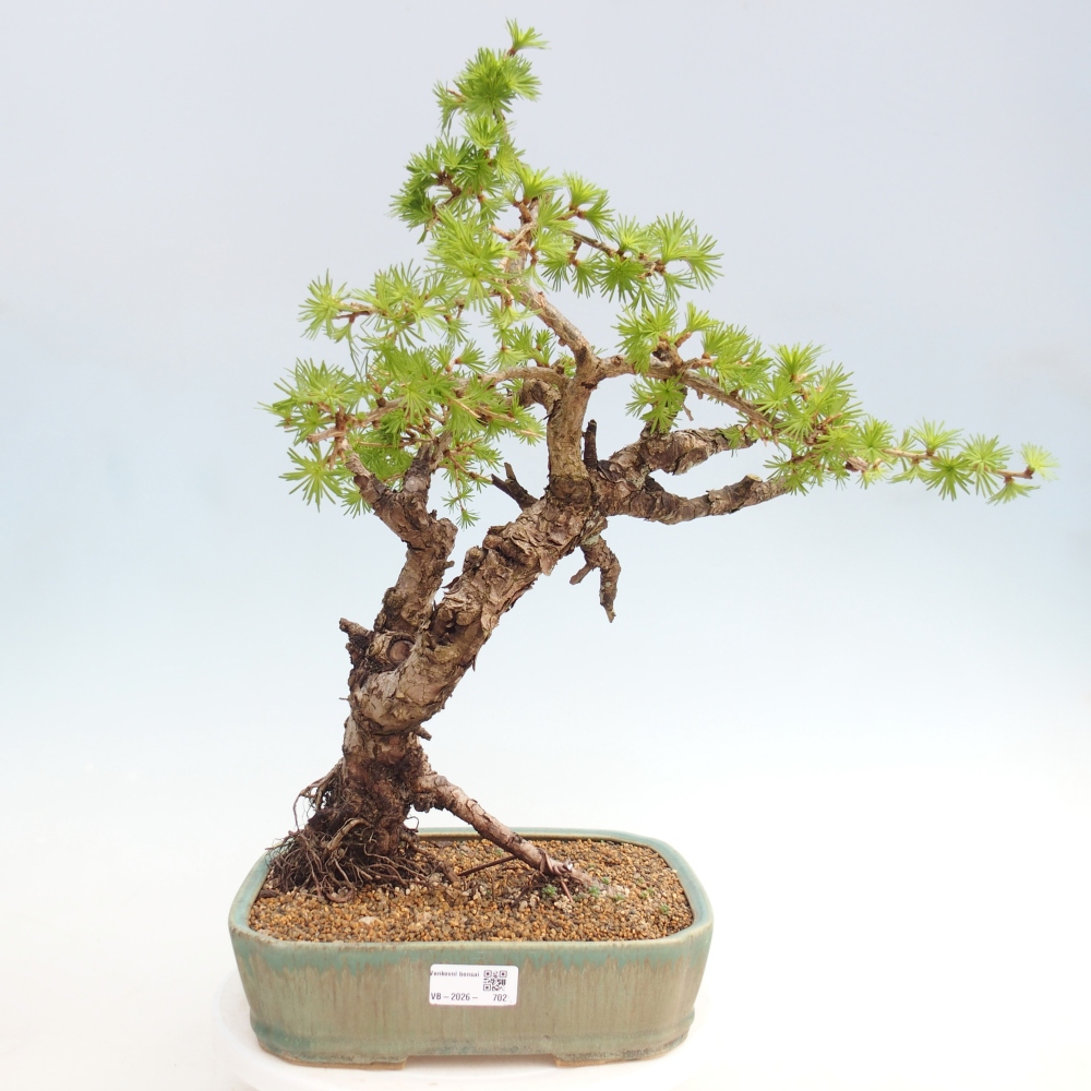 Kültéri bonsai -Larix decidua - vörösfenyő - Csak raklapon szállítható