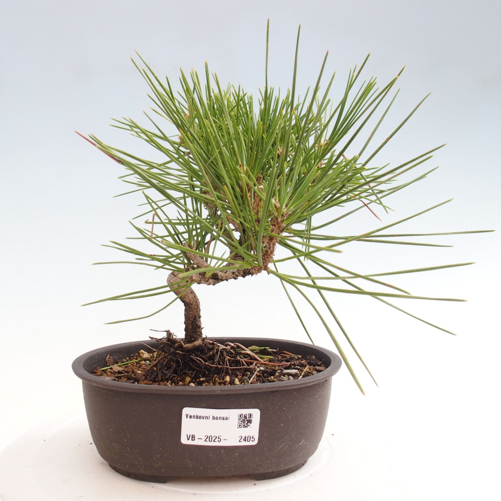 Kültéri bonsai - Pinus thunbergii - Thunberg fenyő