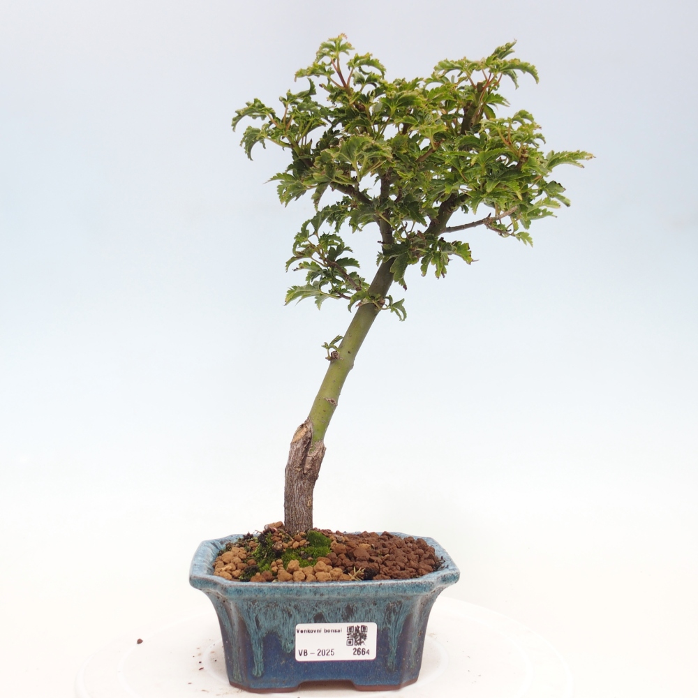 Kültéri bonsai -Javor pálma Acer palmatum Shishigashira