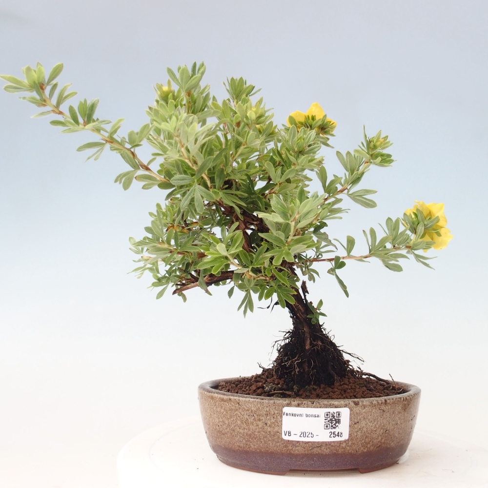 Kültéri bonsai - Potentila fruticosa sárga Bird