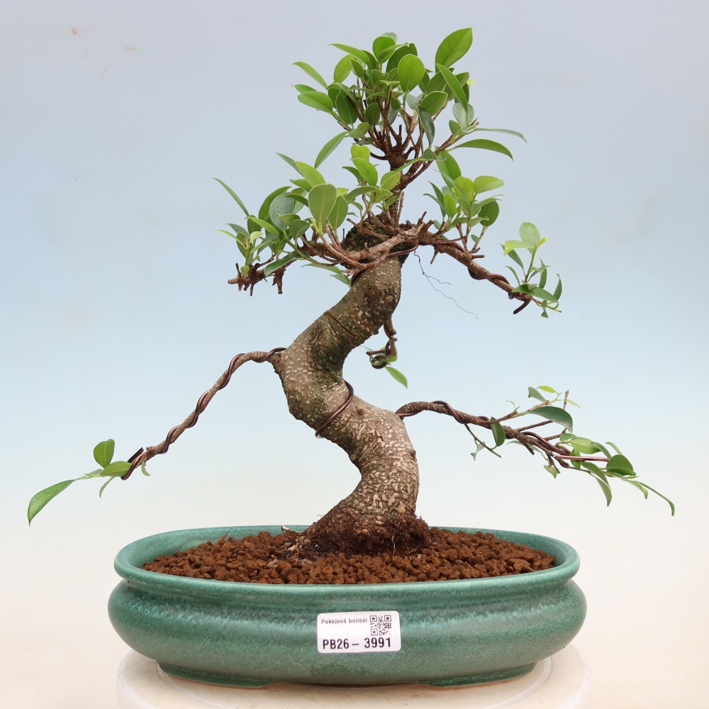 Szobai bonsai - Ficus kimmen - kislevelű fikusz