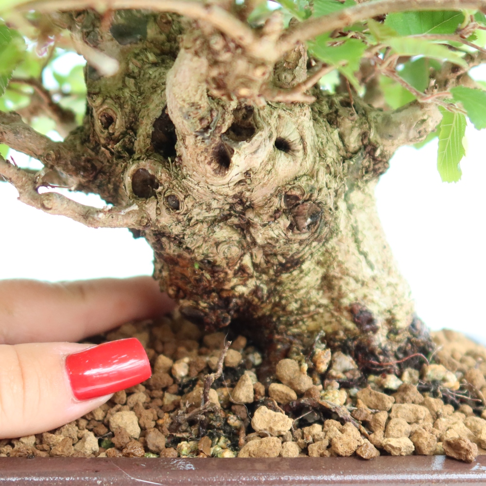 Kültéri bonsai -Carpinus Coreana - Koreai gyertyánfa