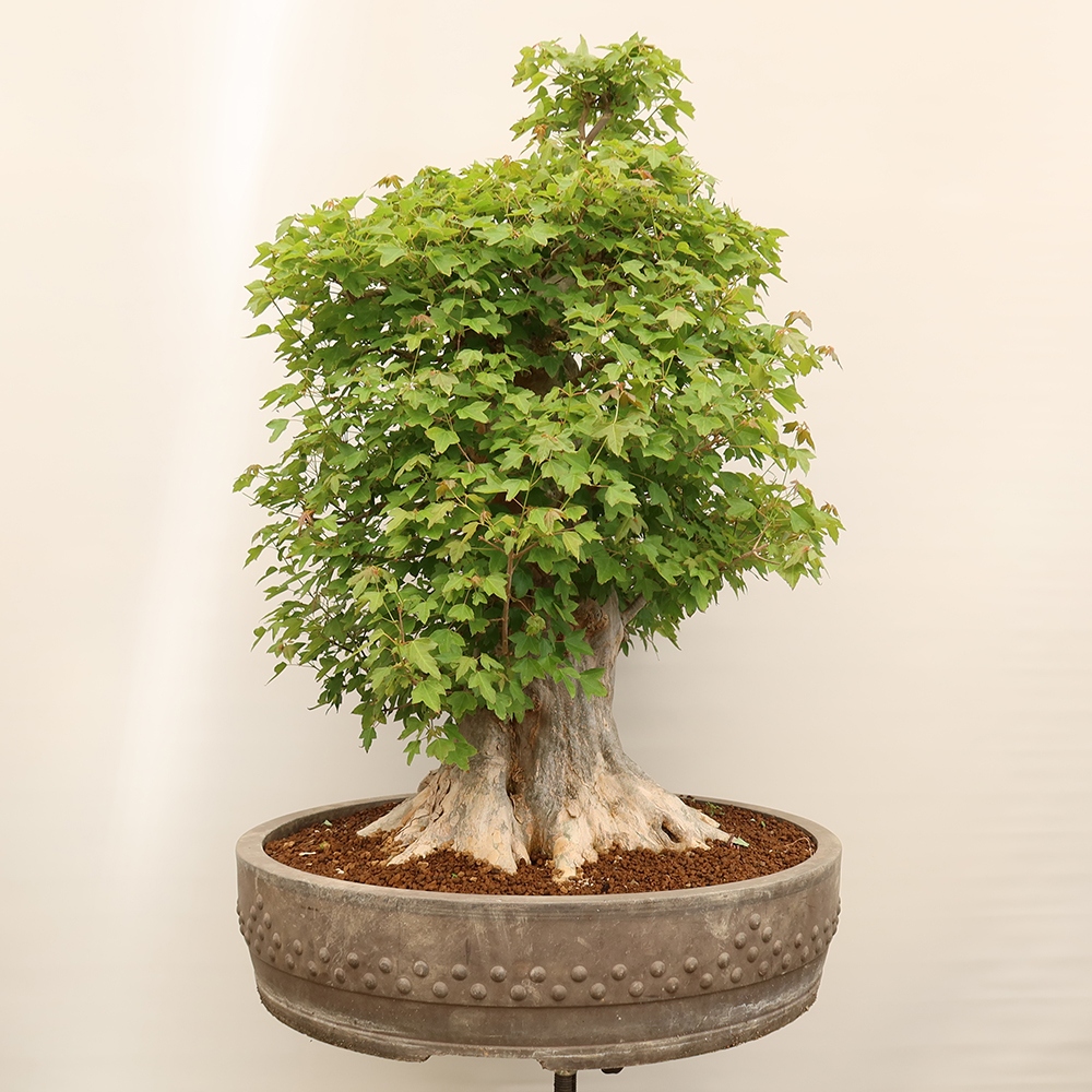 Kültéri bonsai - Juhar Burger - Acer Burgerianum