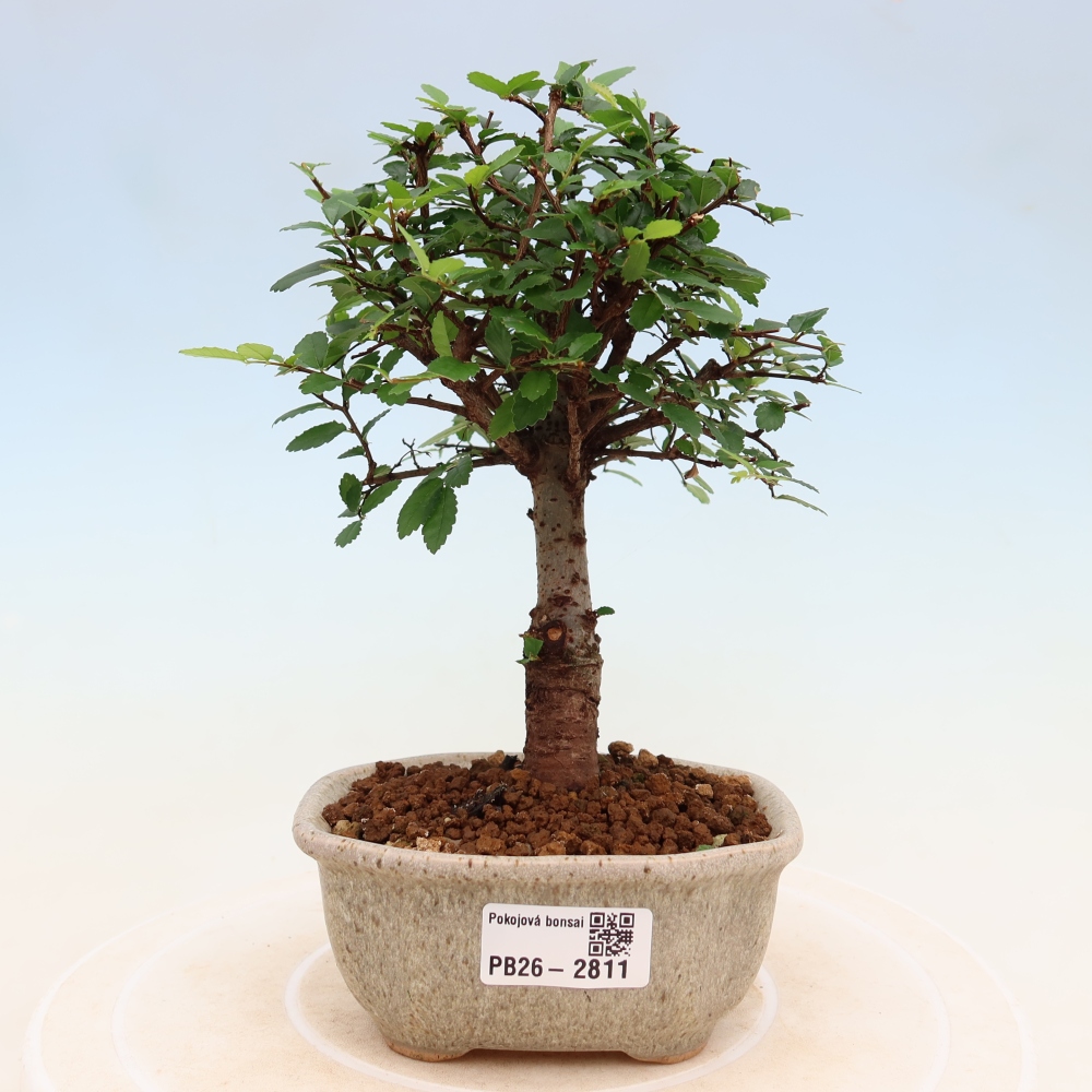 Szobai bonsai - Ulmus parvifolia - Kislevelű szilfa