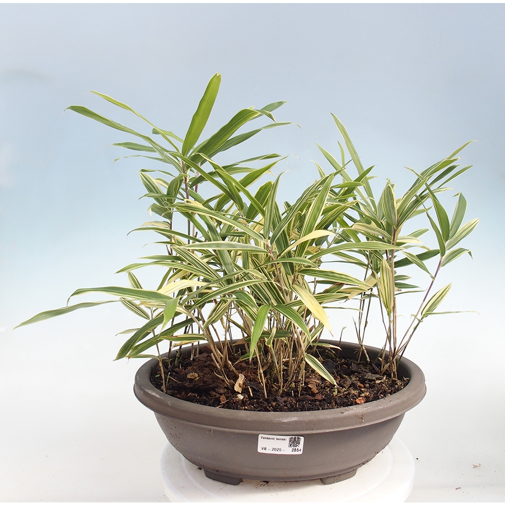 Kültéri bonsai - Sasaella masamuneana Albostriata - Bambusz