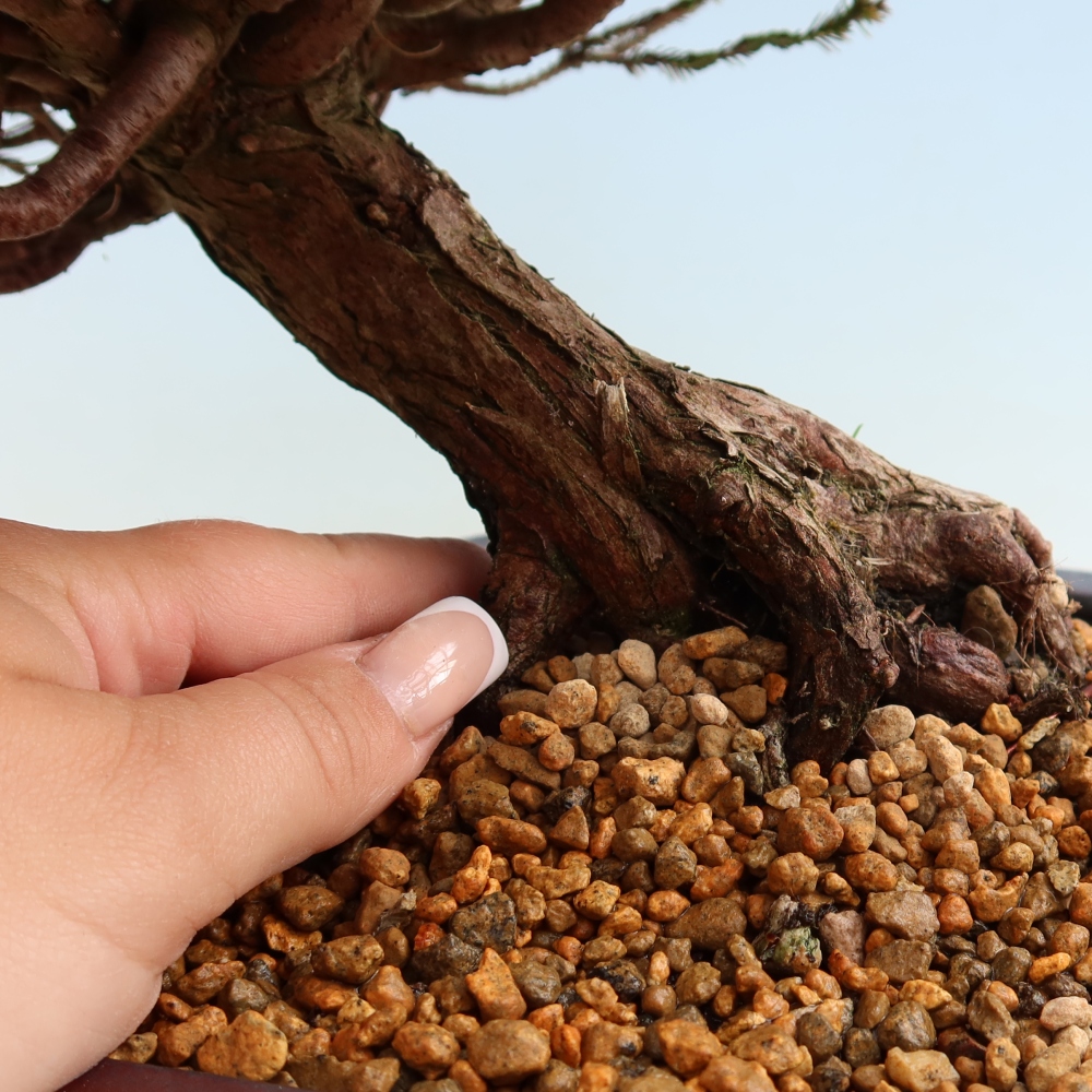 Kültéri bonsai – Cryptomeria – Kryptomeria